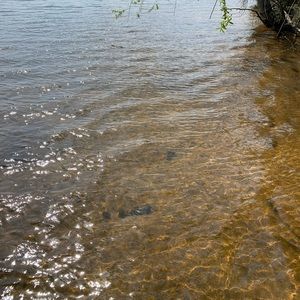 Meet your Posher, Shawna